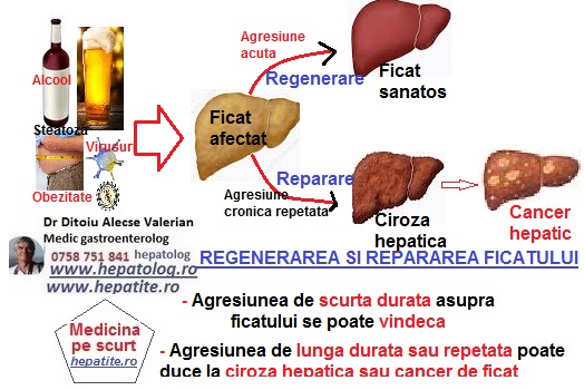 Regimul in hepatita B | | Dr Ditoiu Alecse Valerian 30 de ani de experienta la spitalul Fundeni