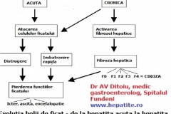 evolutia-hepatitei-ac